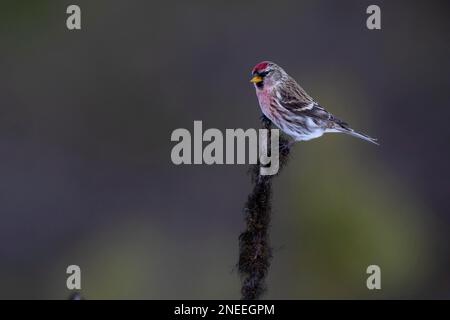 Gemeiner Redpoll (Carduelis flammea) auf mossem Zweig, Kaamanen, Finnland Stockfoto