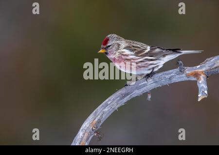 Gemeiner Rotpoll (Carduelis flammea) auf Zweig, Kaaman-Inseln, Finnland Stockfoto