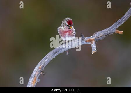 Gemeiner Rotpoll (Carduelis flammea) auf Zweig, Kaaman-Inseln, Finnland Stockfoto