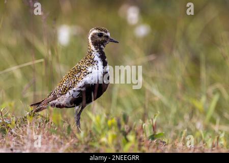 Europäischer Goldpfeifer (Pluvialis apricaria), Calling, Ovre-Pasvik-Nationalpark, Nordnorwegen, Norwegen Stockfoto