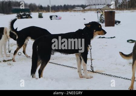 Schwarzer und roter Alaska Husky-Hund an der Kette vor dem Training im Winter. Porträt über die gesamte Länge vor dem Hintergrund von Schnee. Ein Team von Schlittenfahrern in Ke Stockfoto