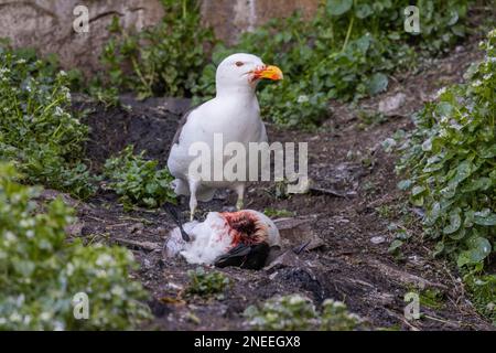 Großmöwe (Larus marinus) isst Guillemot (Uria aalge), Vogelinsel Hornoeya, Hornoya, Halbinsel Varanger, Finnmark, Norwegen Stockfoto