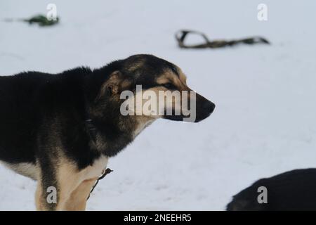 Schwarzer und roter alaskischer Husky-Hund an einer Kette vor dem Training oder Wettkämpfen mit traurigem, ernsthaftem Maulkorb und Ohren an den Kopf gedrückt. Hochformat im Profil nah- Stockfoto