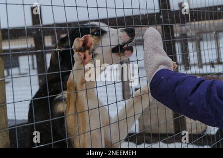 Das Konzept der Adoption von Haustieren aus dem Unterschlupf. Ein Mädchen mit Fäustlingen sucht sich ein Hündchen hinter dem Volieren-Zaun aus. Alaska Husky Zwinger. Das blauäugige Hündchen will gehen Stockfoto