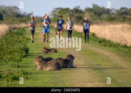 Capybaras (Hydrochoerus hydrochaeris), im Hintergrund Touristengruppe, Cambyreta, Esteros del Ibera, Provinz Corrientes, Argentinien Stockfoto