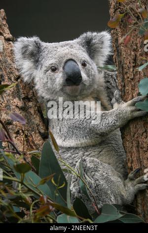 Nahaufnahme eines erwachsenen Koalas, der in einem Baum sitzt und an einem Ast mit Eukalyptus, Pascolaectos cinereus, einheimischen Tieren Australiens und Beuteltieren festhält Stockfoto