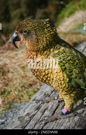 Porträt von wilden Kea-Vögeln, Nestor notabilis, in ihrem natürlichen Lebensraum, Neuseeland, Südinsel, geschützte einheimische Tiere, Nahaufnahme, Ornithologie Stockfoto