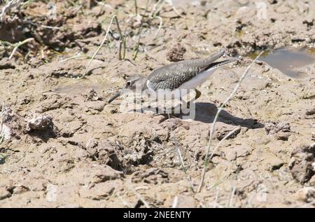 Uber die Futtersuche an den schlammigen Rändern eines Sees mit gewöhnlichen Sandpfeifen (Actitis hypoleucos) Stockfoto