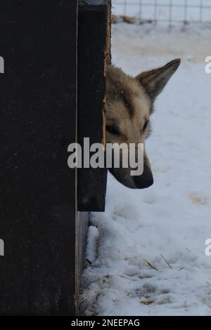 Einsamer Hund mit traurigem Maulkorb und Kratzern an Nase und Kopf liegt in der Vogelkabine und ruht. Alaska Husky Zwinger im Winter, bei Schneefall. Halb-br Stockfoto