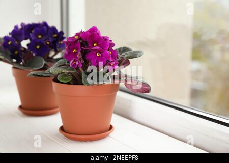 Wunderschöne Veilchen auf weißem Holzfenster, Platz für Text. Empfindliche Zimmerpflanzen Stockfoto