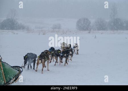 Alaska Huskies ziehen den Schlitten und Rennen während des Schneefalls vorwärts. Ein Team von Mestizen in einer Hundehütte draußen. Nördliche Schlittenhunde bei Wettbewerben oder beim Training Stockfoto