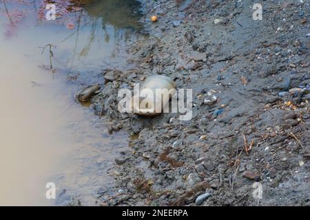 Plastische Verschmutzung der Flüsse Somesul Mare und Somesul Mic aus RUMÄNIEN Stockfoto