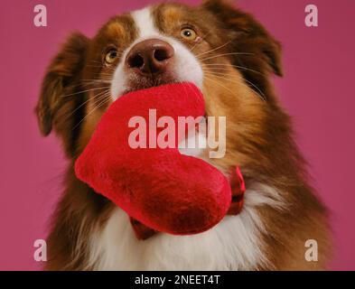 Konzept des Valentinstages. Postkarte mit Haustier auf pinkfarbenem Hintergrund. Der australische Schäferhund hält ein weiches Spielzeug in Herzform im Mund. Geschenk für die Hochzeit, Stockfoto