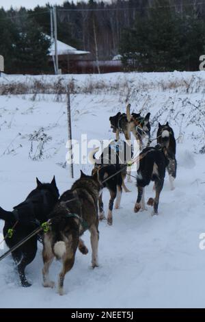 Im Team Schlittenfahren werden draußen Hunde gezüchtet, die auf ihrem Weg am Dorf auf dem Feld vorbeilaufen. Nördliche Schlittenhunde bei Wettbewerben oder beim Training. Rückansicht der Rückseite und Stockfoto