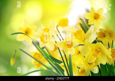 Wunderschöne blühende gelbe Narzissen im Freien an sonnigen Tagen Stockfoto