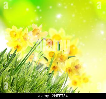 Wunderschöne blühende gelbe Narzissen im Freien an sonnigen Tagen Stockfoto