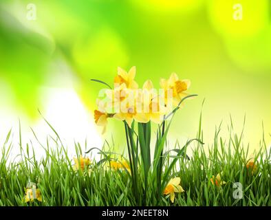 Wunderschöne blühende gelbe Narzissen im Freien an sonnigen Tagen Stockfoto