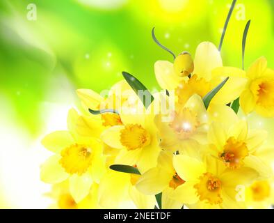 Wunderschöne blühende gelbe Narzissen im Freien an sonnigen Tagen Stockfoto