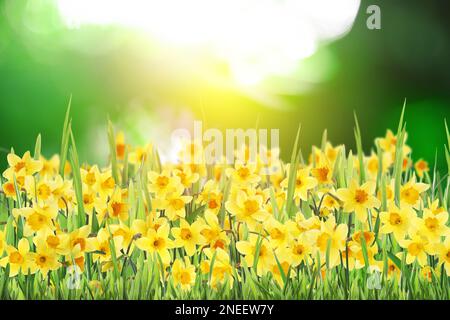 Wunderschöne blühende gelbe Narzissen im Freien an sonnigen Tagen Stockfoto