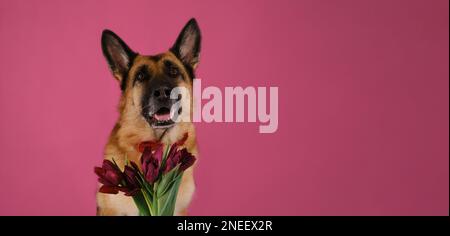 Postkarte mit Haustieren auf pinkfarbenem Hintergrund zum Geburtstag, Valentinstag, Muttertag, Hochzeit zum Frauentag. Deutscher Schäferhund mit Fliege und Strauß TU Stockfoto