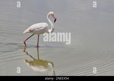 Ein einziger größerer Flamingo (Phoenicopterus roseus), der in einem flachen See, Amboseli Nationalpark, Kenia, forscht Stockfoto