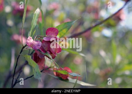 Eukalyptusblätter wechseln ihre Farbe. Bild von bunten Blättern im Wald an einem sonnigen Tag Stockfoto