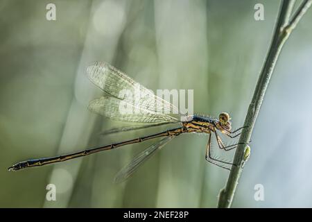 Eine Libelle, die holzgepanzerte Jungfrau (Lestidae/ (Chalcolestes viridis/. Eine gewöhnliche Kreatur, die in der Nähe von stehendem Wasser gefunden wurde Stockfoto