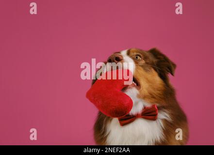 Der australische Schäferhund hält ein weiches Spielzeug in Herzform im Mund. Geschenk für Hochzeit, Jubiläum oder Geburtstag. Konzept des Valentinstages. Postkartenwitz Stockfoto