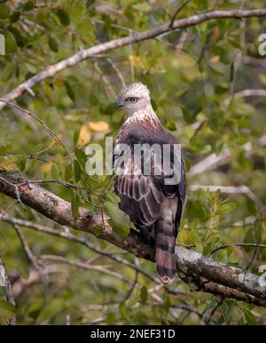 Der Wechselbare Falke-Adler ist ein großer Raubvogel der Familie Accipitridae. Dieses Foto wurde aus dem sundarbans-Nationalpark in Bangadesh gemacht. Stockfoto