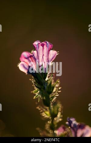 Sanfte, hinterleuchtete, lila, haarige Wildblume aus einem nördlichen portugiesen bei Sonnenuntergang oder Abenddämmerung im Frühling Stockfoto