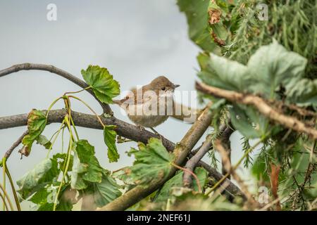 Gewöhnlicher Weißer Hals, sylvia communis, weiblich hoch oben auf einem Ast im Sommer, aus der Nähe Stockfoto