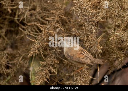 Gewöhnlicher Weißer Hals, sylvia communis, weiblich hoch oben auf einem Ast im Sommer, aus der Nähe Stockfoto