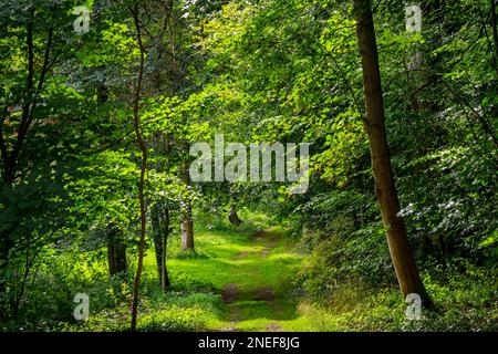 Footpath through trees in woodland in summer with green leaves on the trees and dappled shadows on the ground. Stockfoto