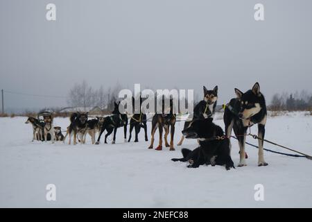 Hundehütte mit nördlichen Schlittenhunden. Ein Team von Alaska Huskies, das sich nach einem harten Trainingstag ausruht und in Gurten und Halsbändern steht. Hundeschlittenwettkämpfe in Nort Stockfoto