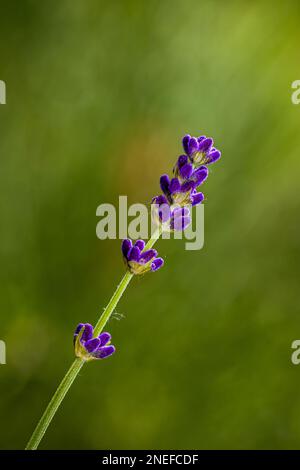 Der schöne Lavendelgeruch in Ihrem Garten, im Sommer Stockfoto