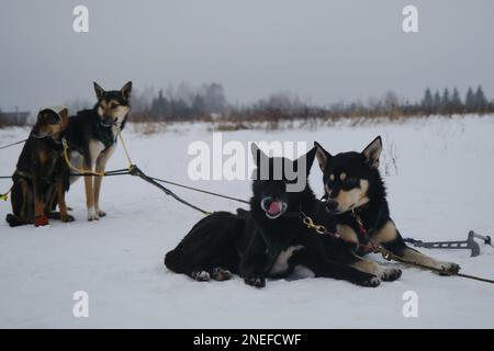 Hundehütte mit nördlichen Schlittenhunden. Ein Team von Alaska Huskies, das sich nach einem harten Trainingstag ausruht und in Gurten und Halsbändern liegt. Schlittenhund-Wettkampf Stockfoto