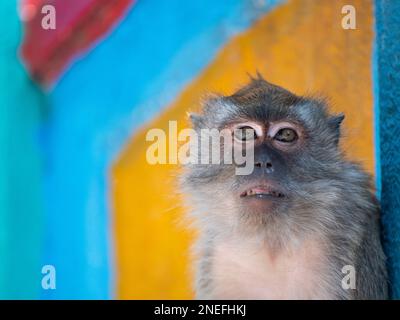 Ein Langschwanzmakak schaut in die Kamera bei den Batu-Höhlen. Stockfoto