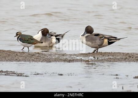 Two drake Northern Pintail (Anas acuta) & Lapwing (Vanellus vanellus) Cley Norfolk UK GB Februar 2023 Stockfoto