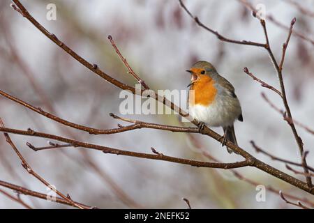 Eurasian Robin (Erithacus rubecula), männlicher Gesang im Frühjahr Whitlingham CP Whitlingham CP Norfolk UK GB, Februar 2023 Stockfoto