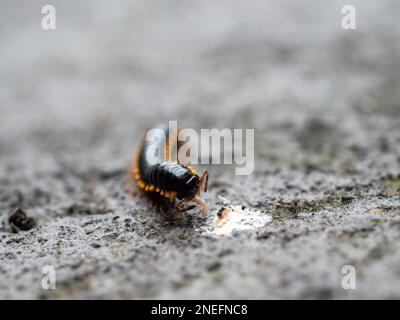 Ein gelber und schwarzer Tausendfüßler kaut Kaugummi vom Boden. Stockfoto