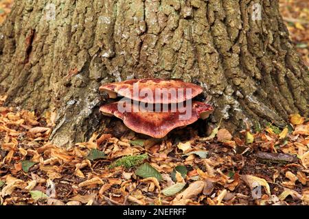 Nahaufnahme eines Beefsteak Polypore (Fistulina hepatica), das auf einem Baumstamm im Wald wächst. Stockfoto