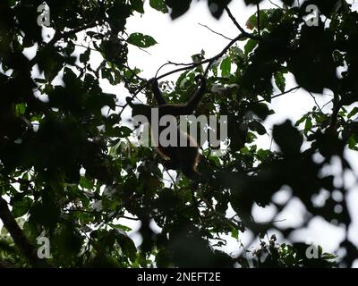 Im Manuel Antonio National Park schwingt ein Affe mit weißem Gesicht durch die Baumkronen. Stockfoto