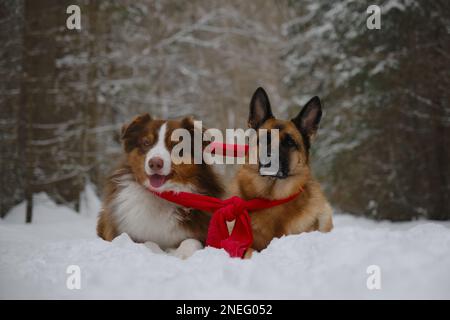 Konzepttiere sehen aus wie Menschen. Zwei Hunde, eingewickelt in einen warmen, roten Strickschal, liegen im Park zusammen auf dem Schnee. Australische und deutsche Schäferhund beste Freunde Stockfoto