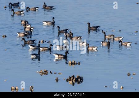 Brant Gänse Herde / Gruppe von brent Gänsen (Branta bernicla), die im Winter bei Ebbe unter exponierten Pazifischen Austern entlang der Nordseeküste forschen Stockfoto