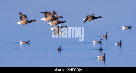 Brant Gänseflocke, die im Winter über eine Gruppe schwimmender brent-Gänse (Branta bernicla) entlang der Nordseeküste fliegt Stockfoto