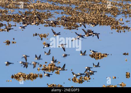 Brant Gänse Herde / Gruppe brent Gänse (Branta bernicla) fliegt im Winter bei Ebbe entlang der Nordseeküste über exponiertes Pazifisches Austernbett Stockfoto