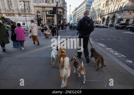 Professioneller Hundegang entlang Piccadilly, London, England, Großbritannien Stockfoto