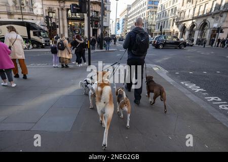 Professioneller Hundegang entlang Piccadilly, London, England, Großbritannien Stockfoto