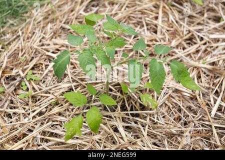 Setzlinge von Tomaten im Garten Stockfoto