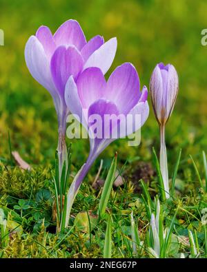 Crocus vernus 'Vanguard' im Klostergarten von Aberglasney Stockfoto